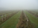 More of the Fallen at Verdun